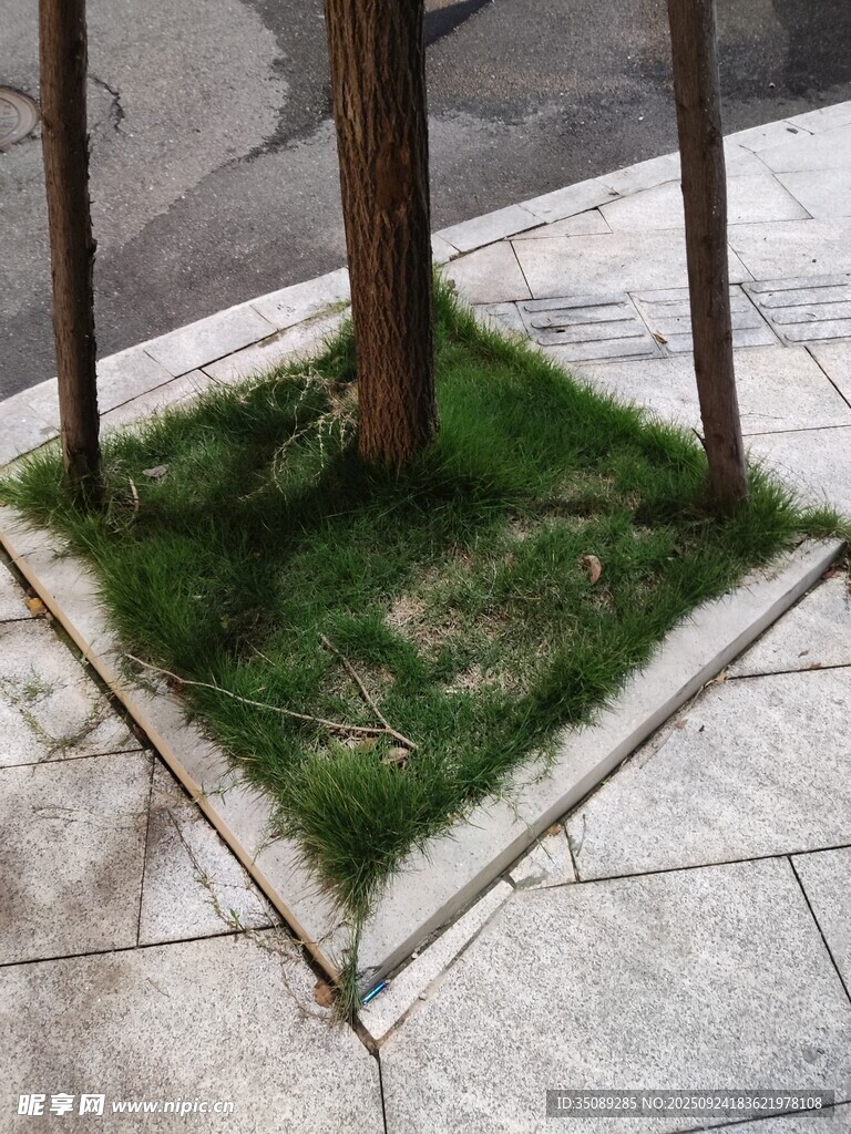 街边树下的一小方绿地