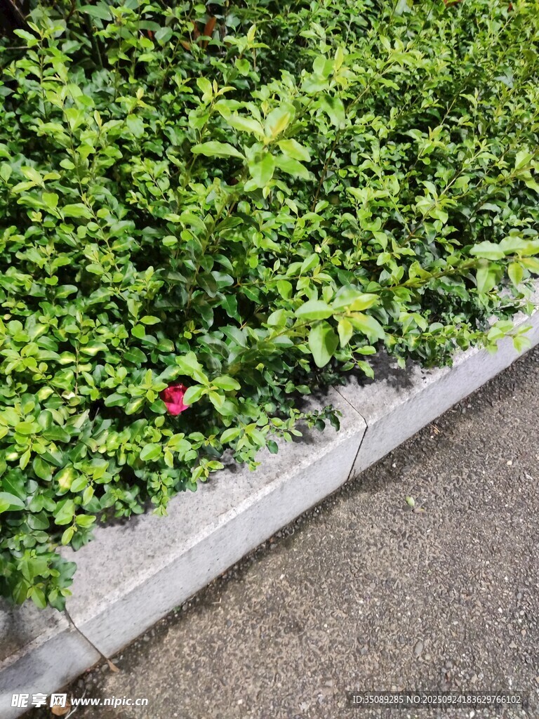 路边绿植中一朵娇艳红花