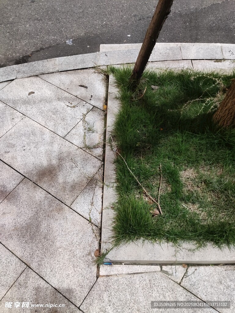 街边树池中的绿意