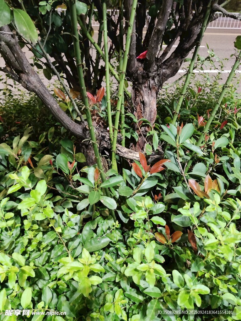 树下绿植景观