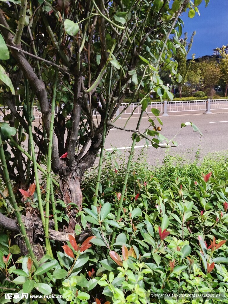 繁茂绿植展现自然生机