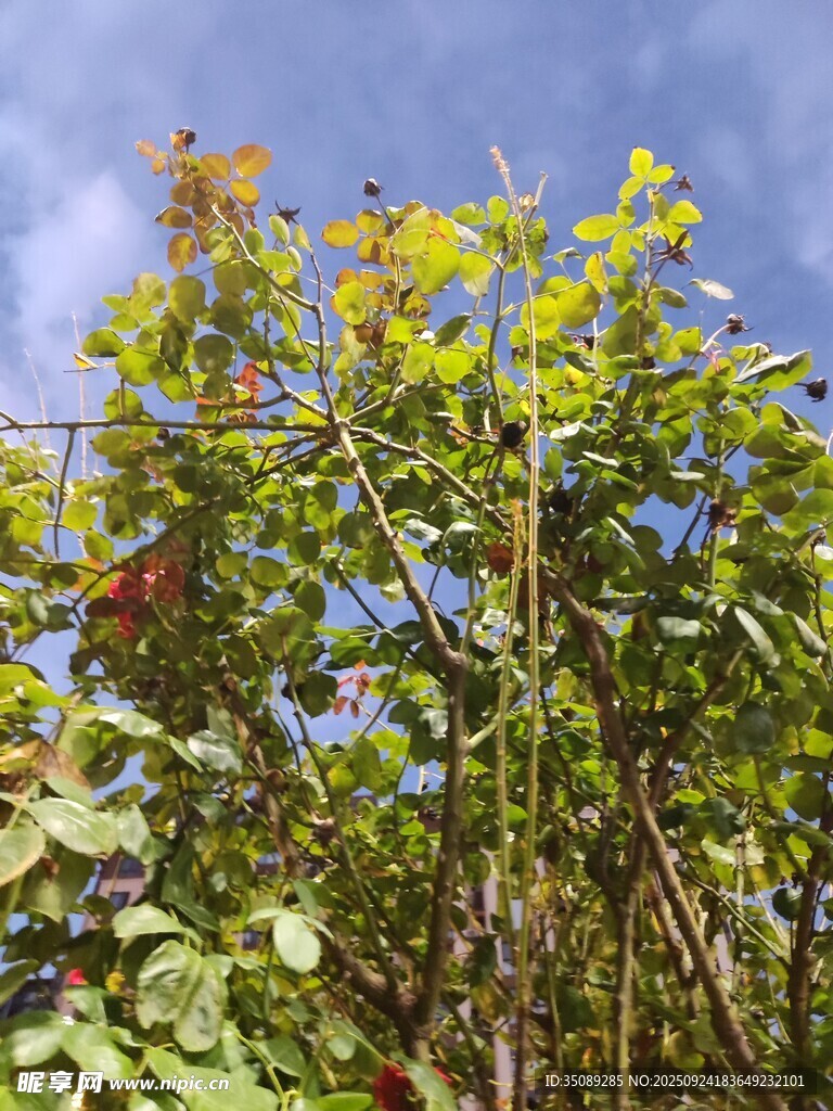 蓝天映衬下的繁茂植物