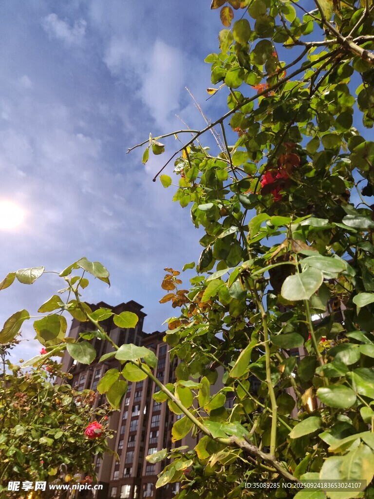 阳光下的绿植与蓝天美景