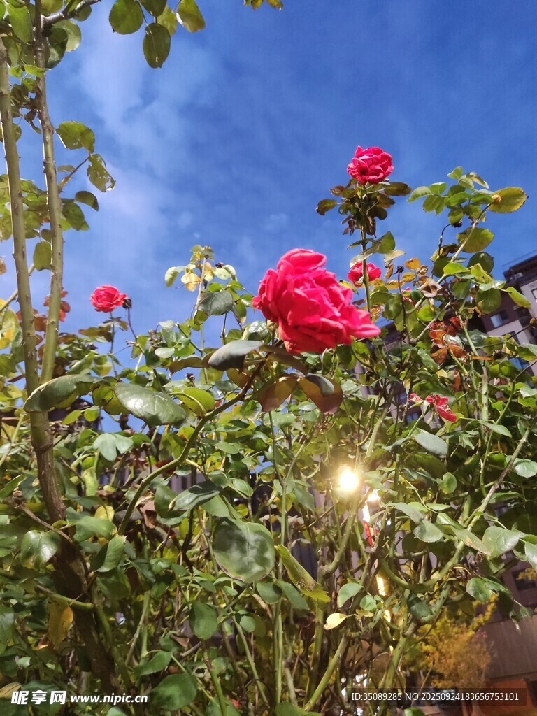 蓝天下绽放的娇艳红玫瑰