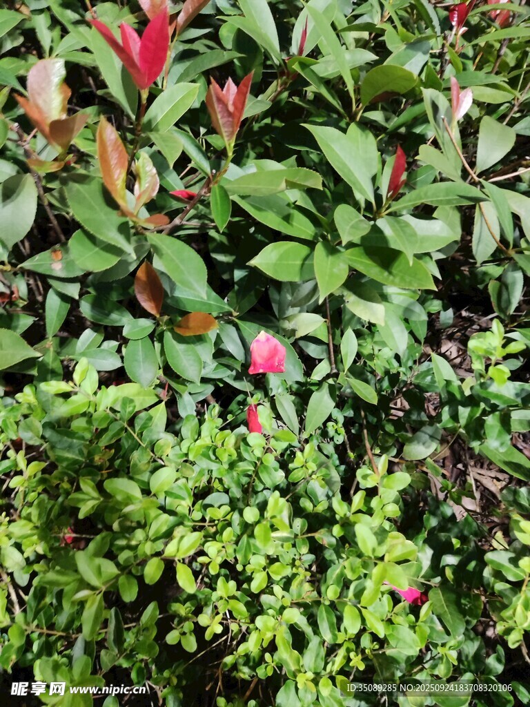 多彩绿植景观