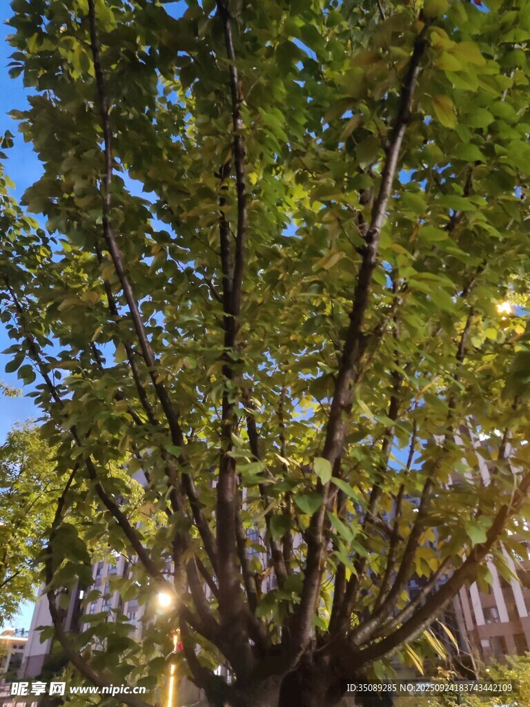 繁茂绿树光影交织之景