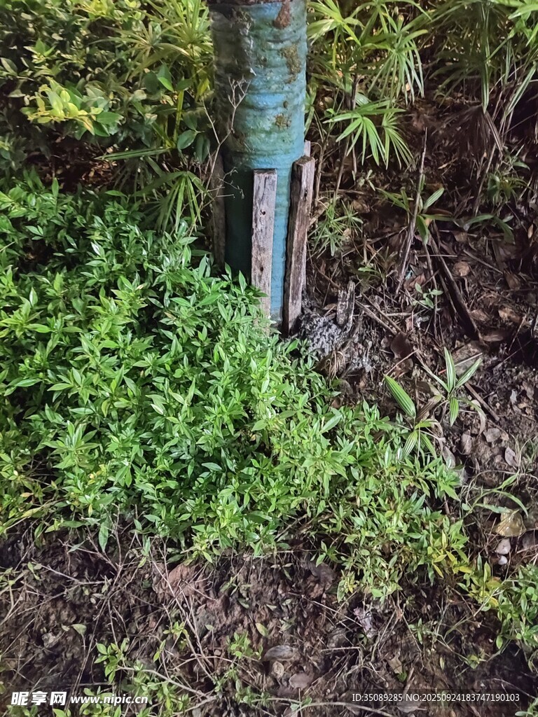 树下绿植与树干景象