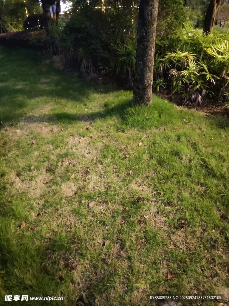 阳光下斑驳草地与树木