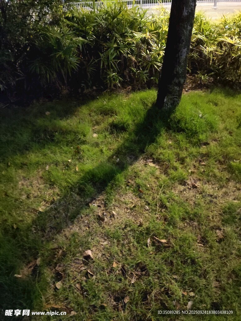 树下光影斑驳的草地