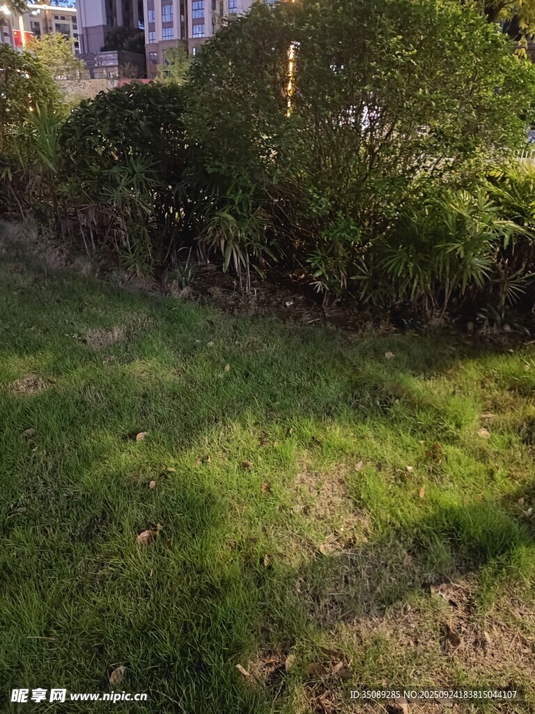 户外草地与绿植景观