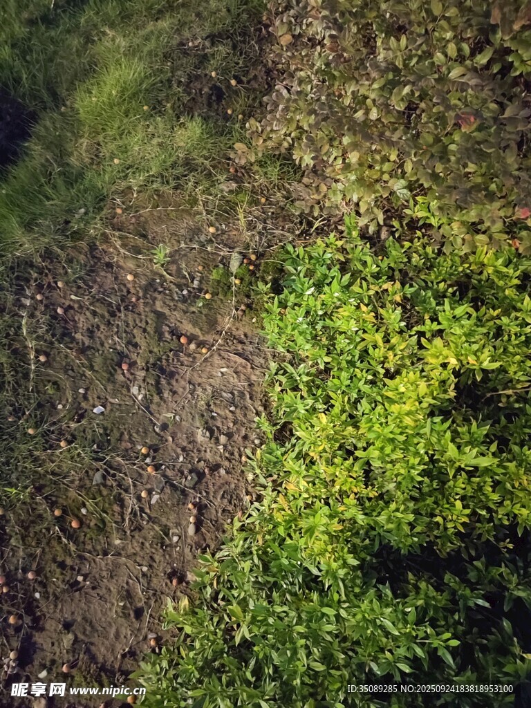 地面上的嫩绿植物