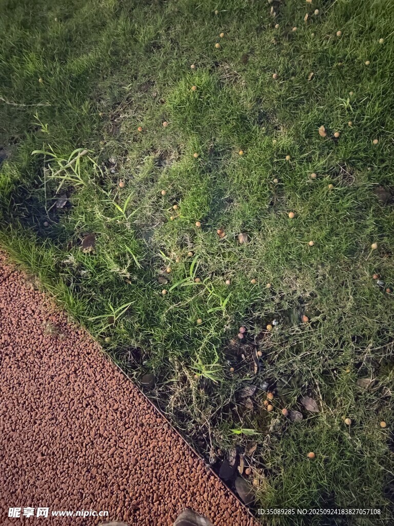 路边绿意盎然的草地植物