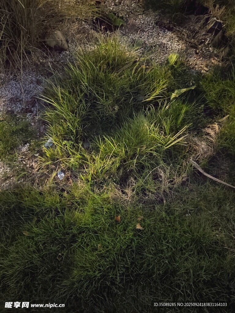阳光下的翠绿草丛