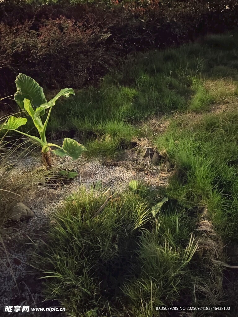 田野中的嫩绿玉米植株