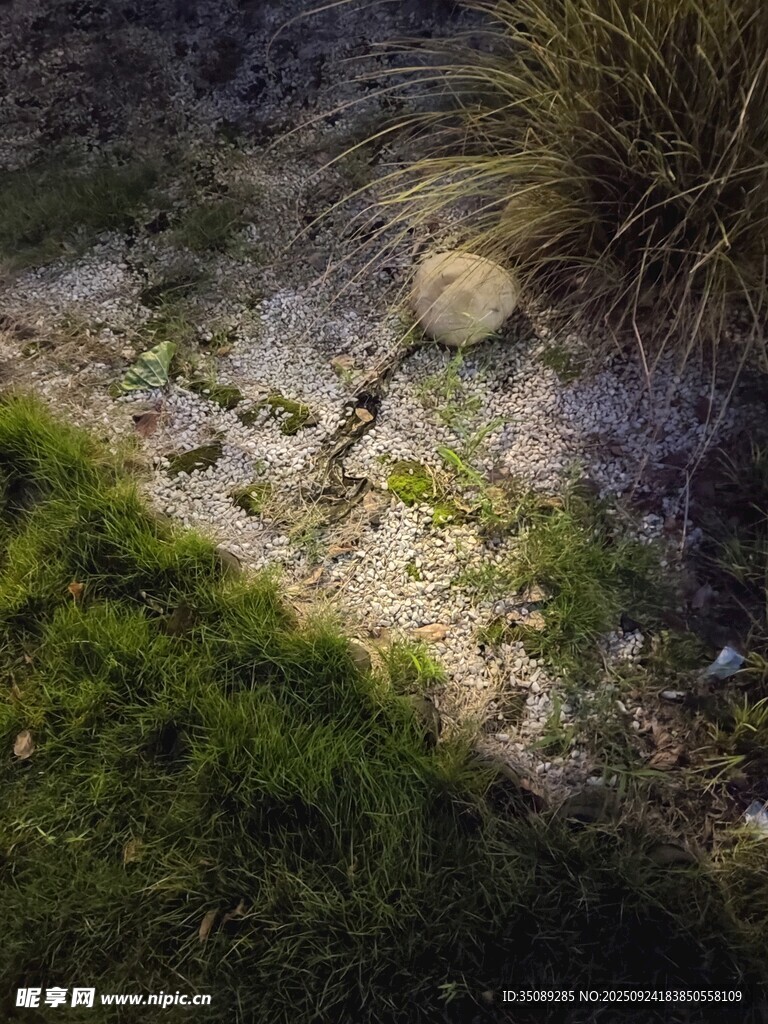 草丛中的小蜥蜴