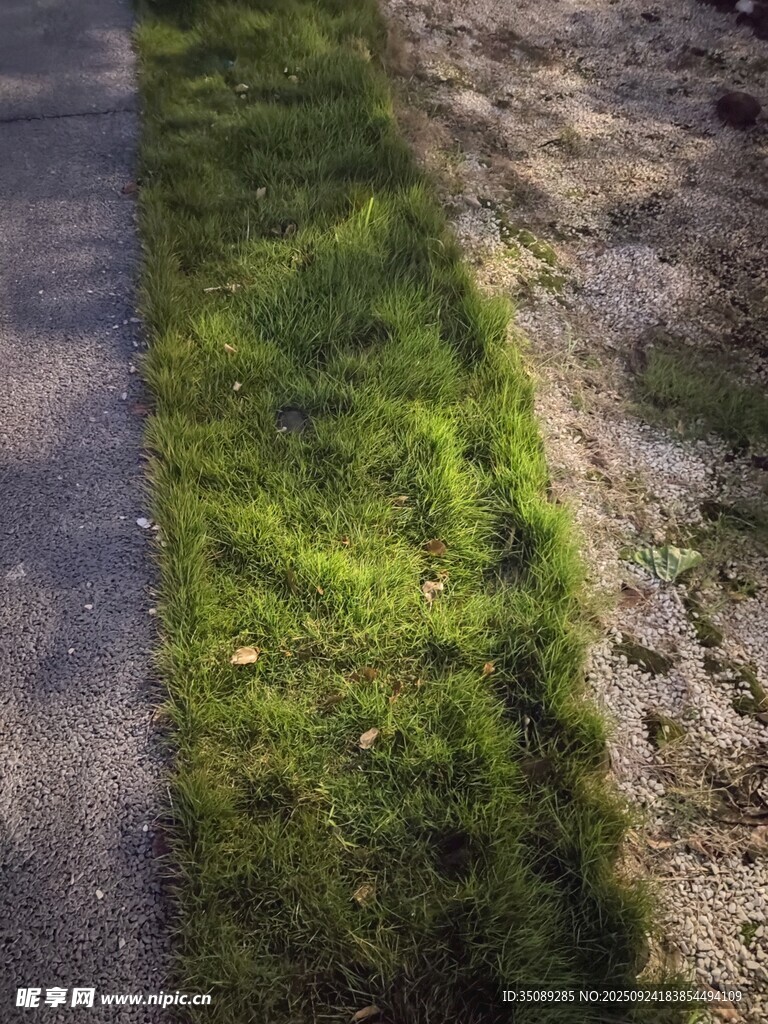 路边嫩绿草地