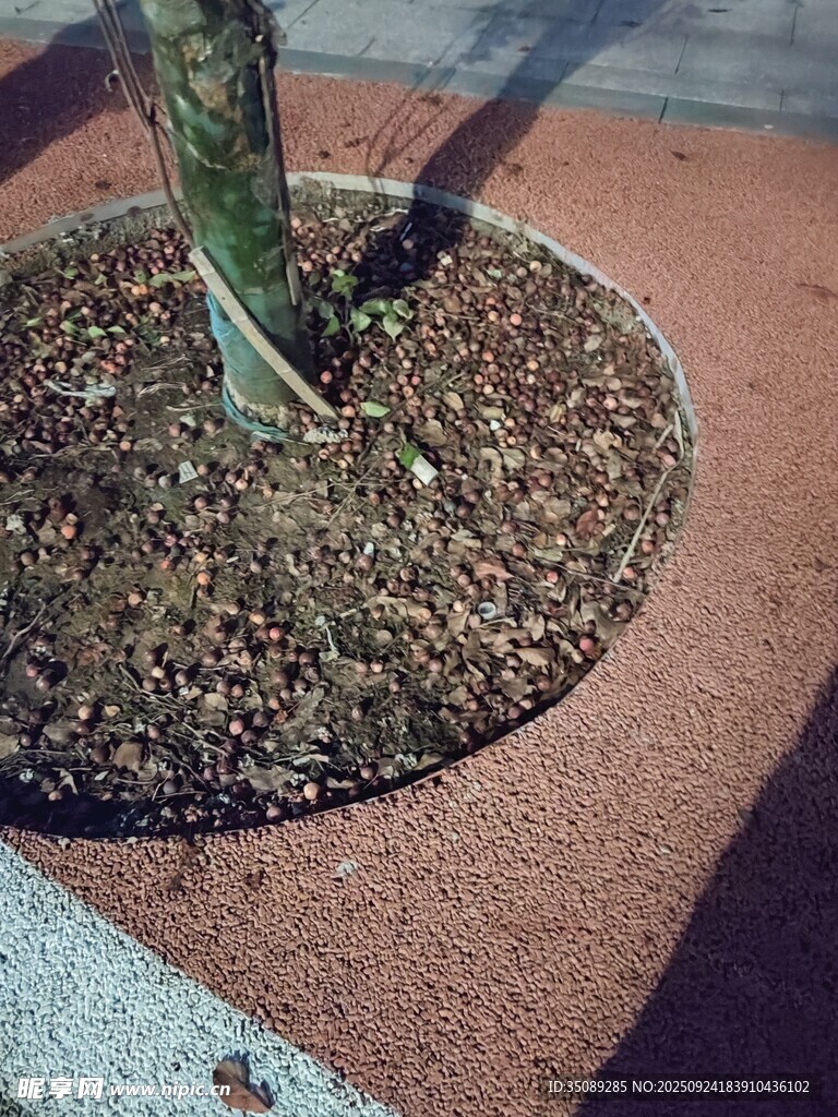 树池中的绿植与土壤