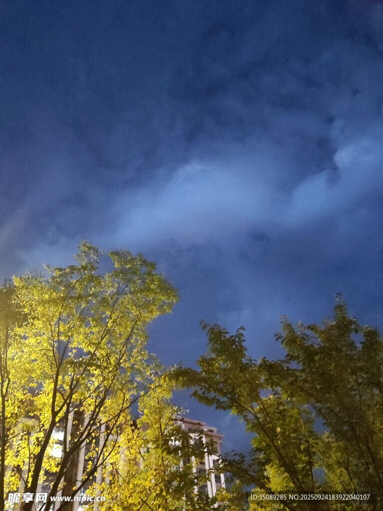 夜幕下的金黄树木