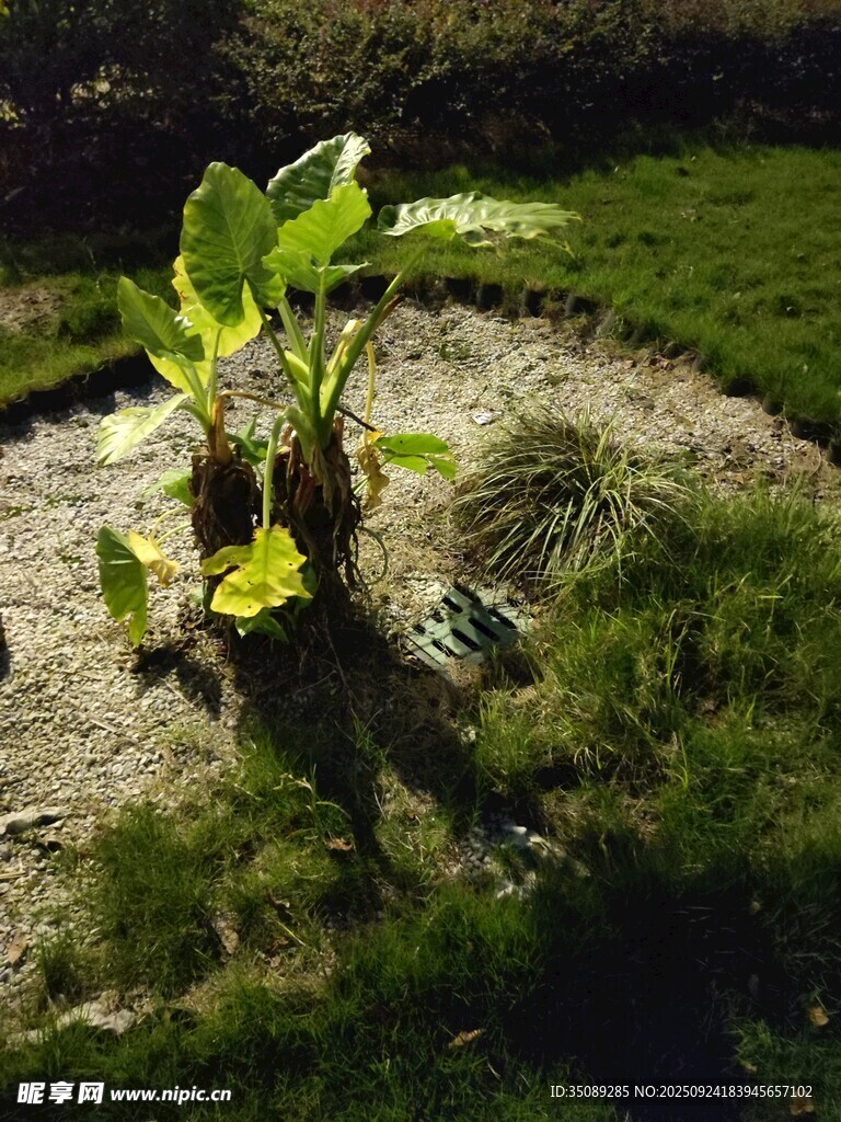 花园中的绿植景观