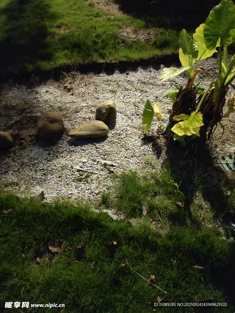庭院中的石块与绿植景观