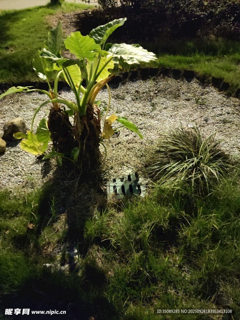 户外绿植景观