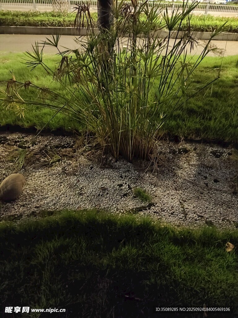 户外绿植景观一角