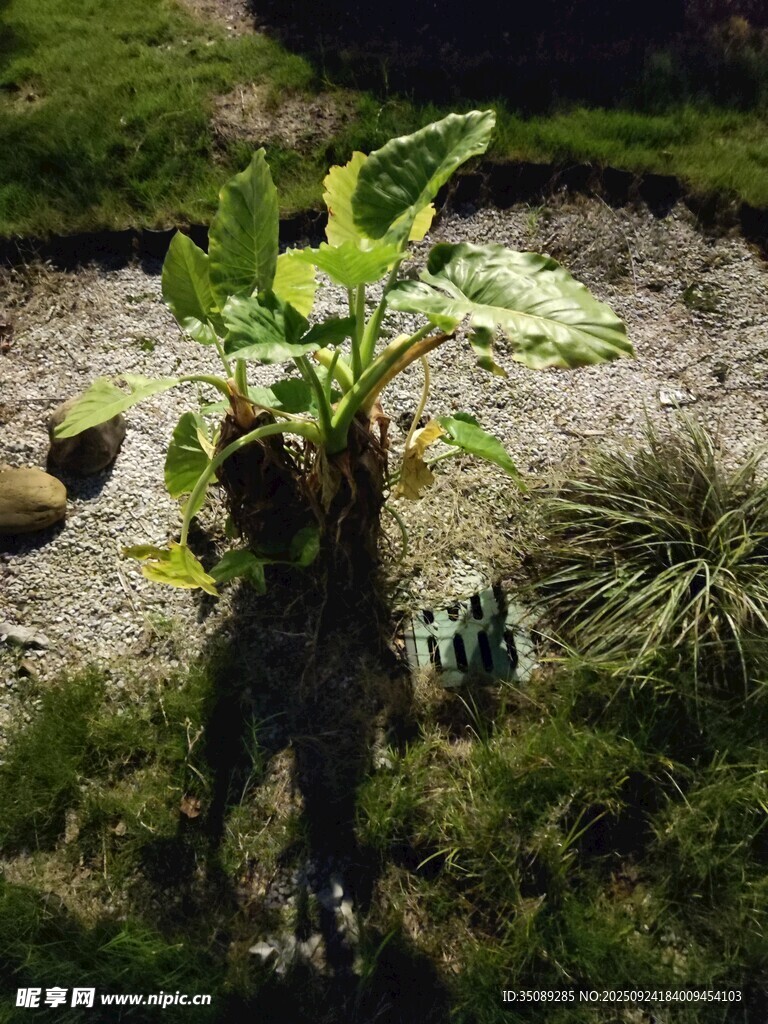 绿叶植物于草地中生长