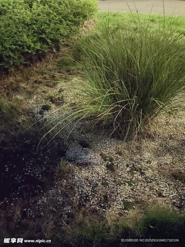 草丛中的蜥蜴
