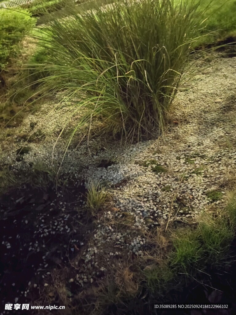 野外丛生的绿色植物