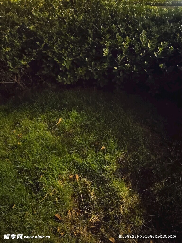 绿意盎然的草地与植被
