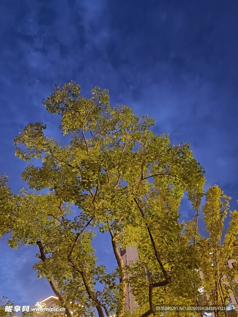 蓝天映衬下的葱郁树木