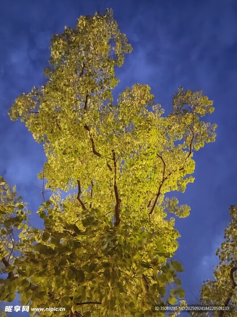 蓝天映衬下的金黄树叶
