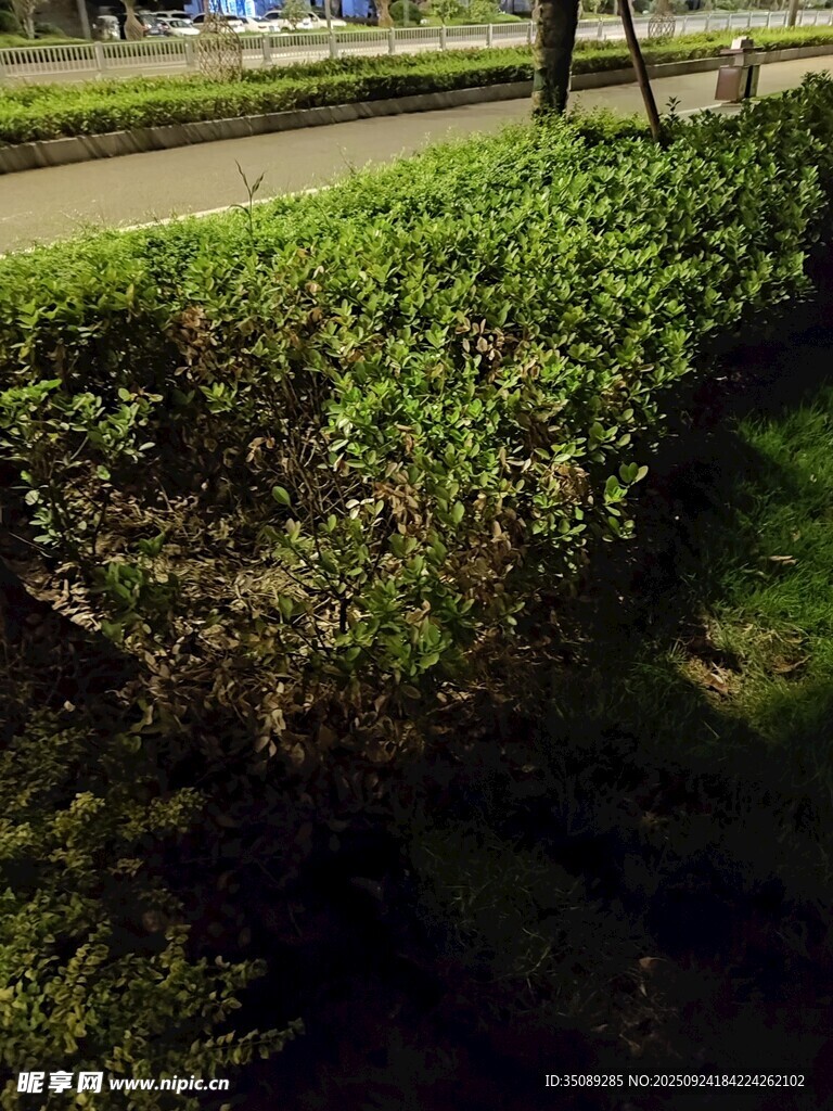 路边翠绿灌木丛景观
