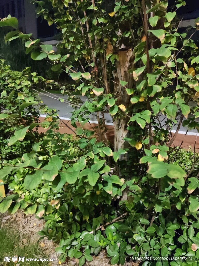 绿叶繁茂的植物景观