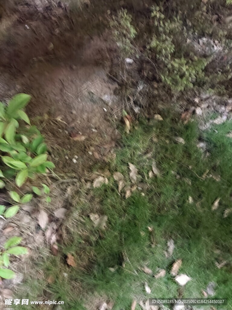 地面绿植景象
