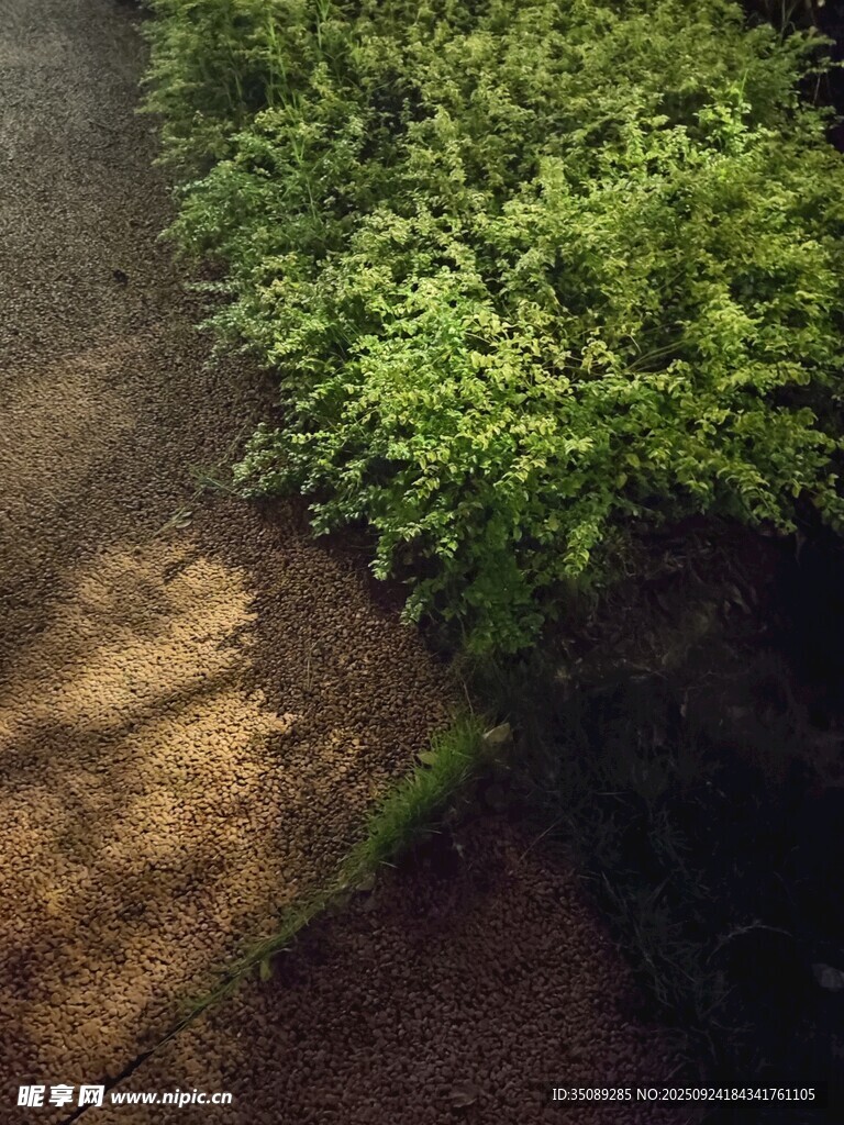 阳光洒落的绿植角落