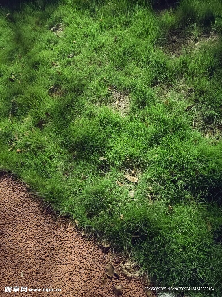 路边翠绿茂盛的青草