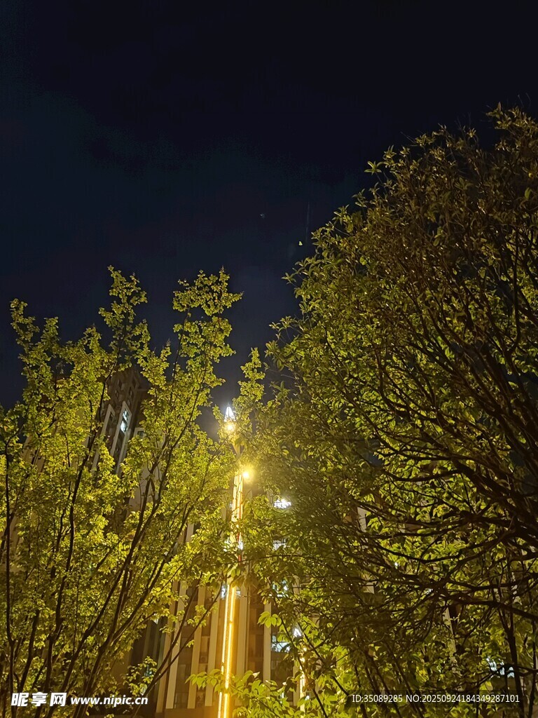 夜晚林荫道的璀璨灯光