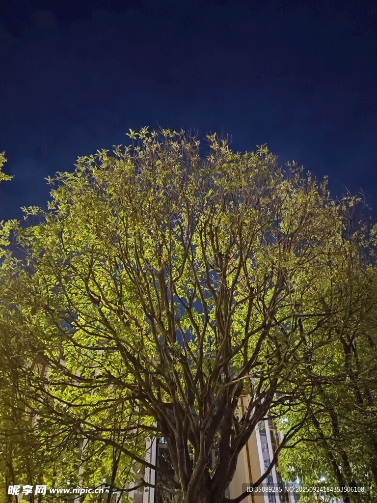 夜幕下的葱郁树木