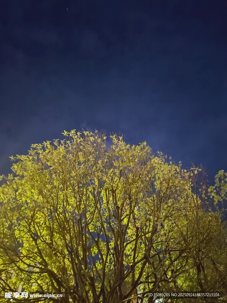夜空下的金黄树木