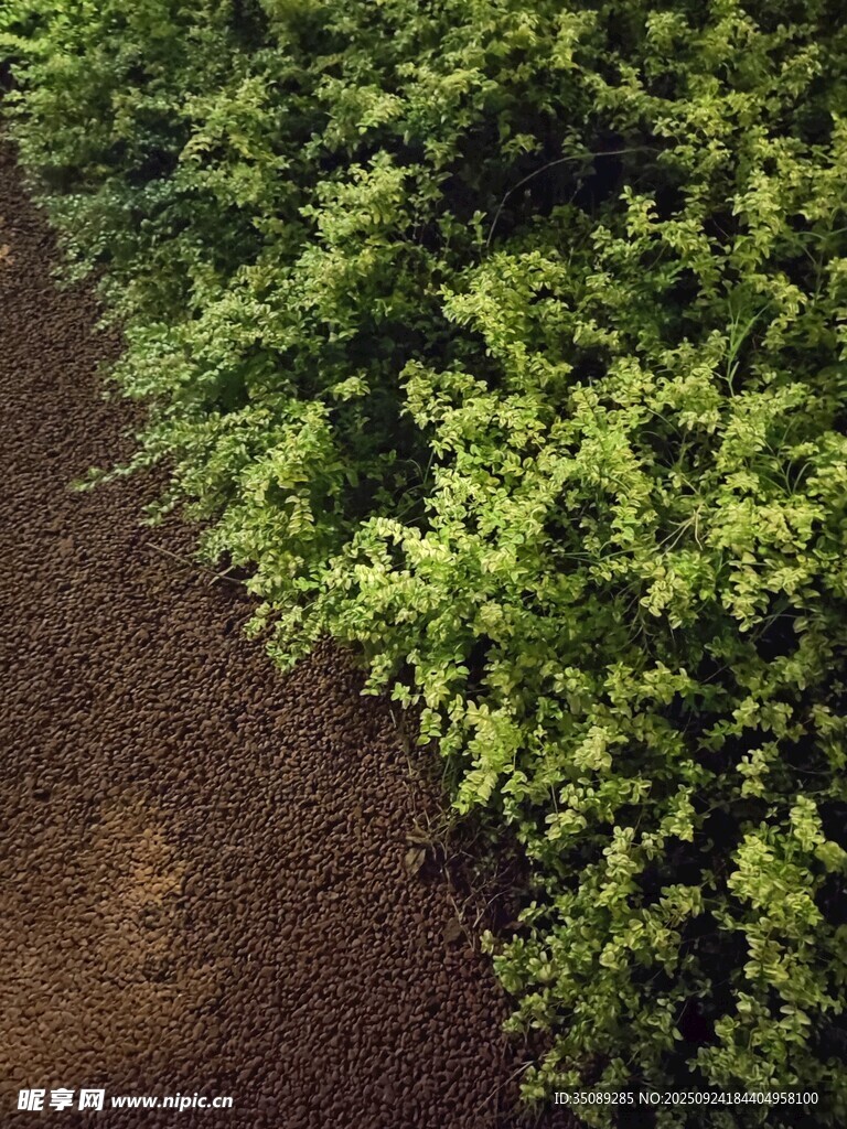 乡间绿意盎然的植物小径