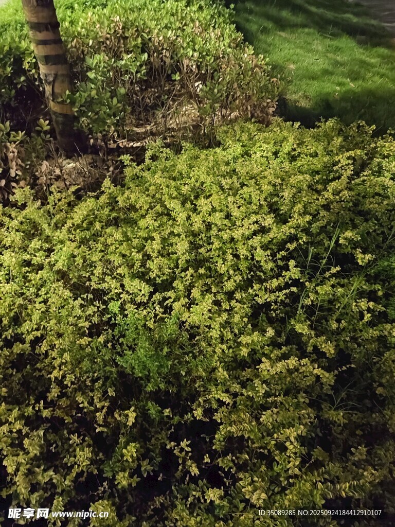 翠绿灌木丛景观