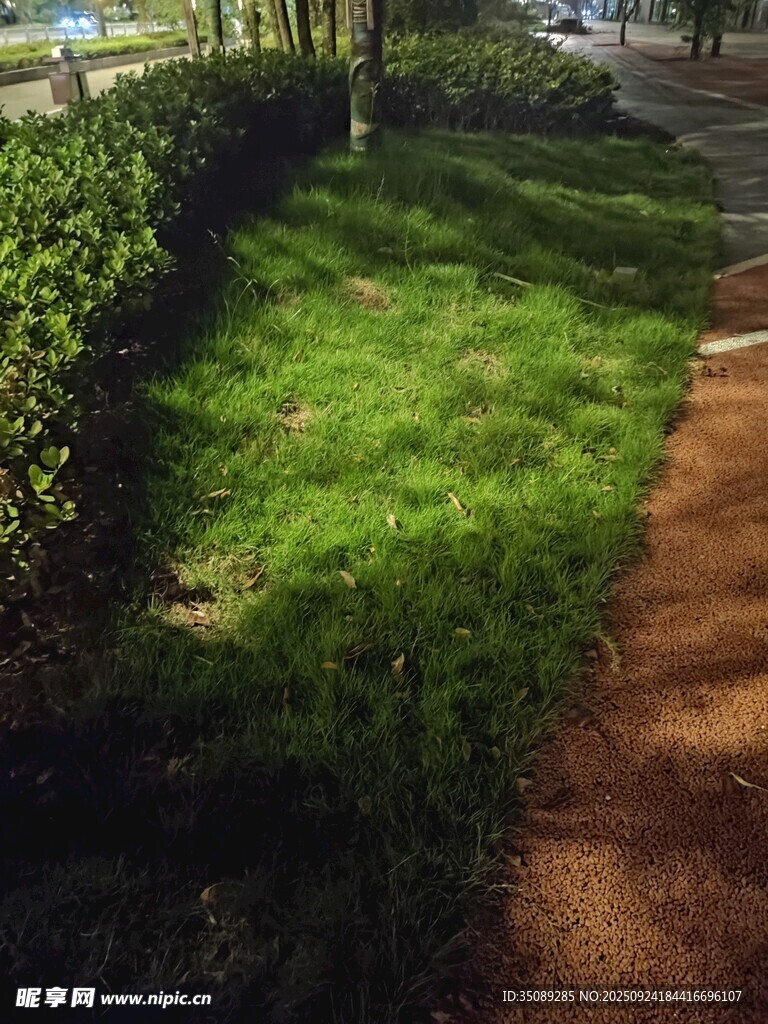 阳光照耀下的草地小径