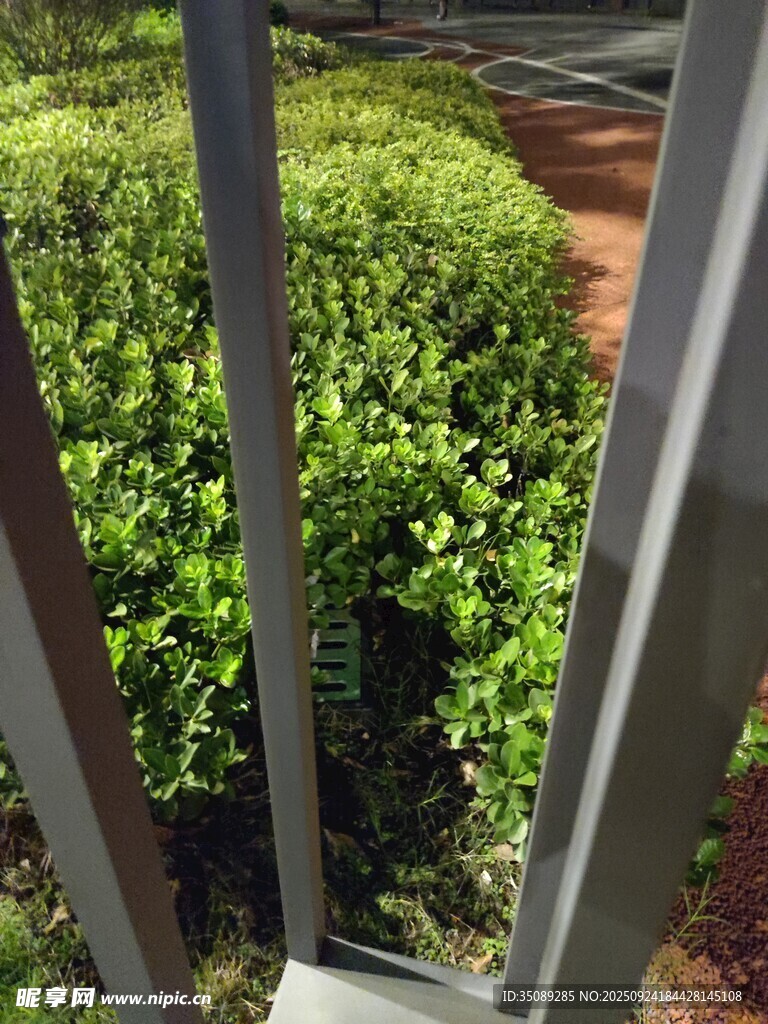透过栏杆看绿植景观