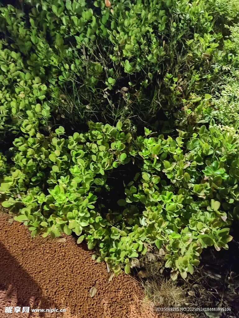 绿叶繁茂的植物景观