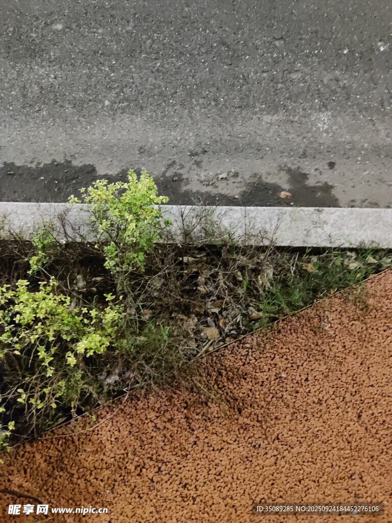 路边顽强生长的绿色植物