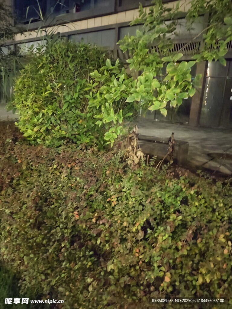 夜晚绿植景观