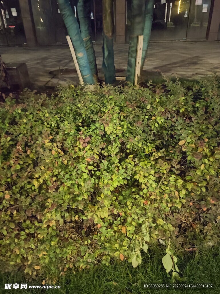 夜晚绿植景观