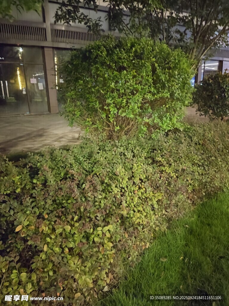 城市角落的繁茂绿植景观