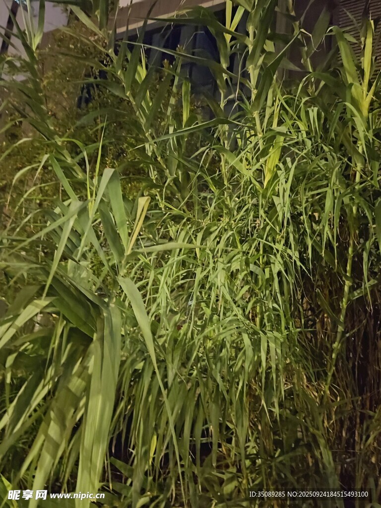 茂密绿植景观